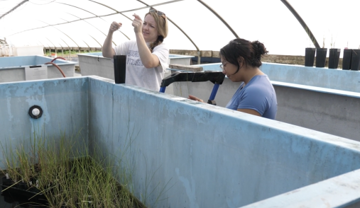 Two ODU researchers study wetland plants